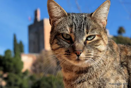 Fondos de gatos screenshot 3