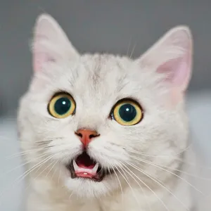 Fondos de gatos screenshot 5