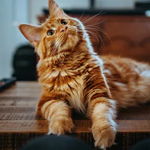 Fondos de gatos screenshot 6