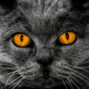 Fondos de gatos screenshot 7