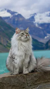 American Bobtail Wallpapers screenshot 11