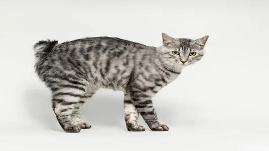 American Bobtail Wallpapers screenshot 12