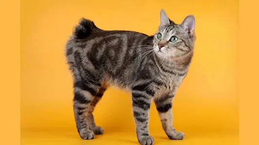 American Bobtail Wallpapers screenshot 13