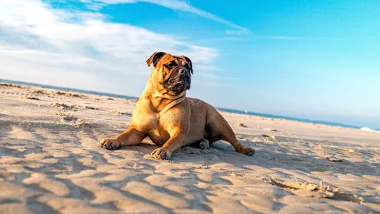 Bullmastiff Wallpapers screenshot 12