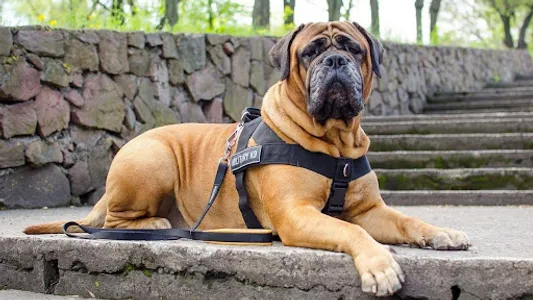 Bullmastiff Wallpapers screenshot 13