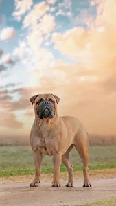 Bullmastiff Wallpapers screenshot 2