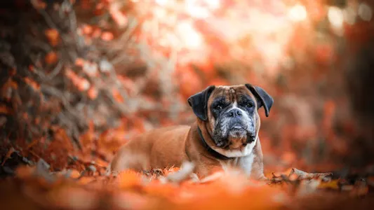Bullmastiff Wallpapers screenshot 22
