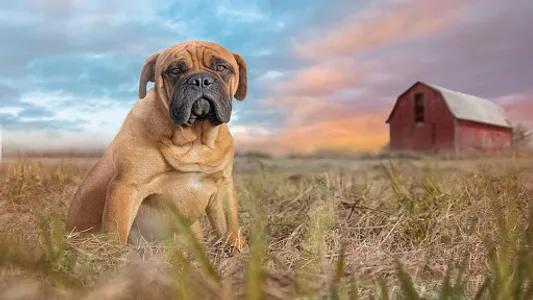 Bullmastiff Wallpapers screenshot 23