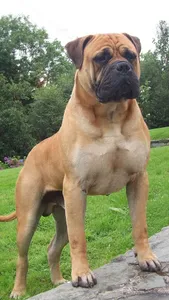 Bullmastiff Wallpapers screenshot 3