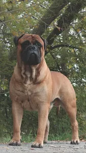 Bullmastiff Wallpapers screenshot 4
