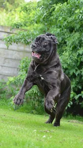 Bullmastiff Wallpapers screenshot 5