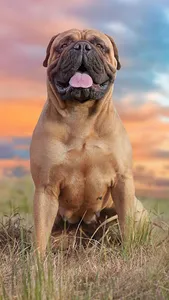 Bullmastiff Wallpapers screenshot 6