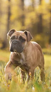 Bullmastiff Wallpapers screenshot 7