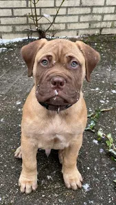 Bullmastiff Wallpapers screenshot 8
