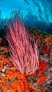 Coral Wallpapers screenshot 10