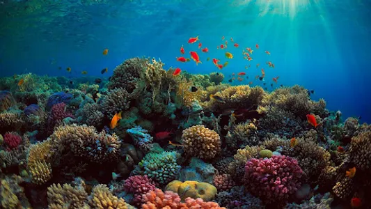 Coral Wallpapers screenshot 12
