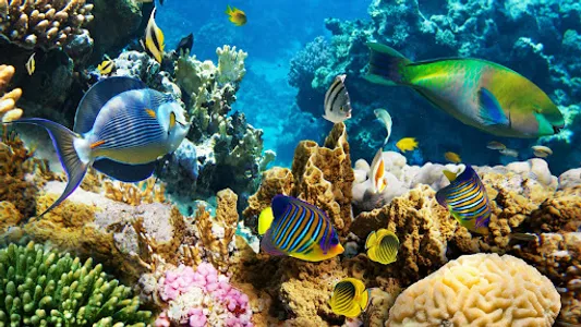 Coral Wallpapers screenshot 13