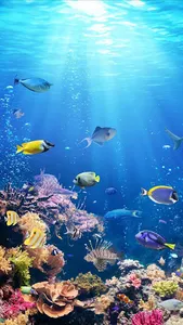 Coral Wallpapers screenshot 16