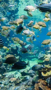 Coral Wallpapers screenshot 17