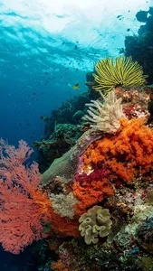 Coral Wallpapers screenshot 19