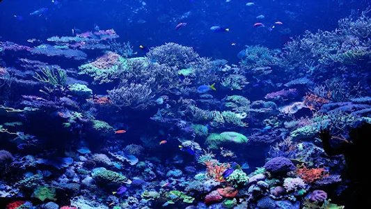 Coral Wallpapers screenshot 22