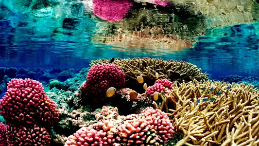 Coral Wallpapers screenshot 23