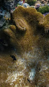 Coral Wallpapers screenshot 6