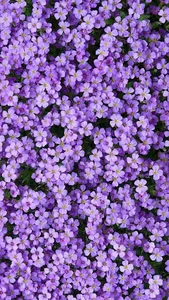 Lavender Wallpapers screenshot 0