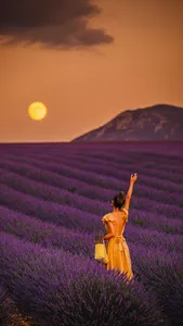 Lavender Wallpapers screenshot 1