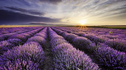 Lavender Wallpapers screenshot 10