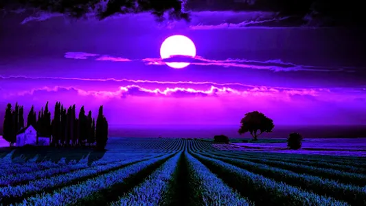 Lavender Wallpapers screenshot 11