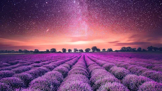 Lavender Wallpapers screenshot 13