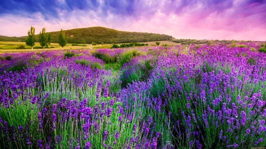 Lavender Wallpapers screenshot 18