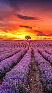 Lavender Wallpapers screenshot 2