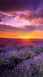 Lavender Wallpapers screenshot 3