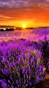Lavender Wallpapers screenshot 4