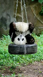 Panda Wallpapers screenshot 1