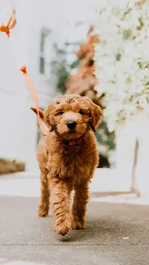 Poddle Wallpapers screenshot 0