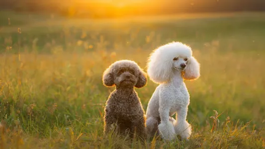 Poddle Wallpapers screenshot 12