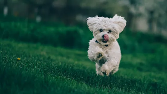 Poddle Wallpapers screenshot 13