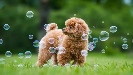 Poddle Wallpapers screenshot 14