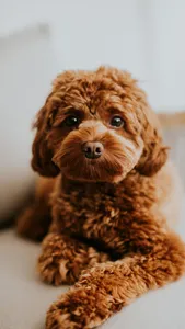 Poddle Wallpapers screenshot 5
