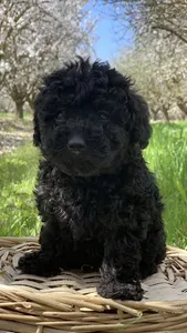 Poddle Wallpapers screenshot 7
