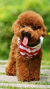 Poddle Wallpapers screenshot 8