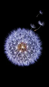 Wallpapers for Samsung Galaxy screenshot 2