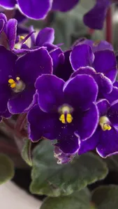 Violet Wallpapers screenshot 0