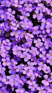 Violet Wallpapers screenshot 10