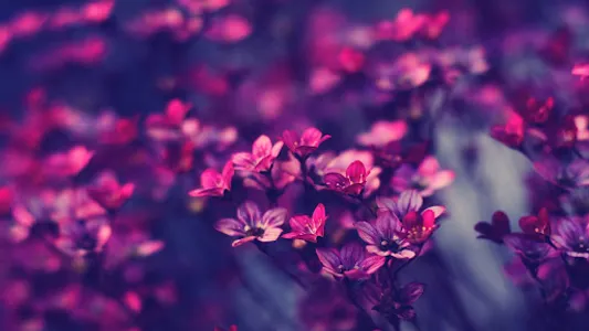 Violet Wallpapers screenshot 13