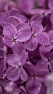 Violet Wallpapers screenshot 17