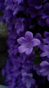 Violet Wallpapers screenshot 18